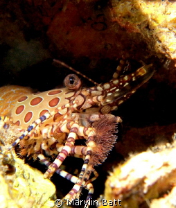 Marble Shrimp hiding in the rubble by Marylin Batt 